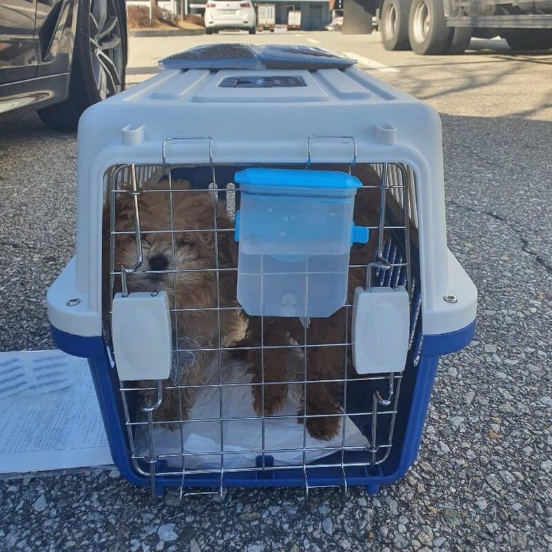 Buy Maltipoo Puppies Online