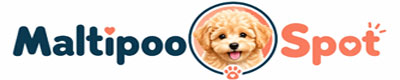Maltipoo Spot